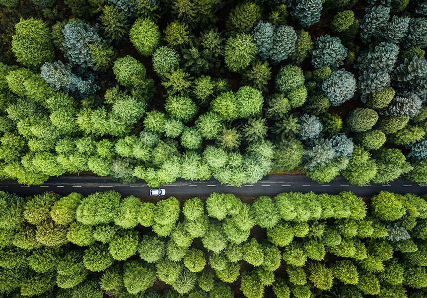 Forest with road