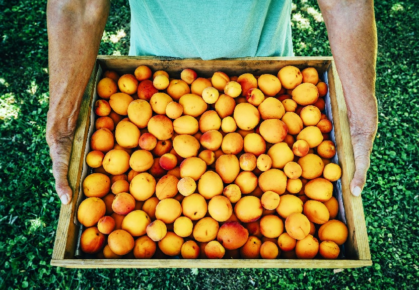 A bucket of fruits